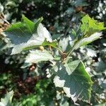 Crataegus douglasii Folha