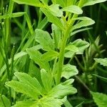 Cardamine amara Leaf