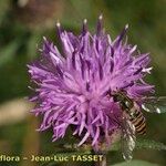 Centaurea decipiens Flor