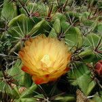 Ferocactus herrerae 花