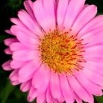 Symphyotrichum novi-belgii Flor
