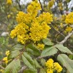 Berberis pinnata Кветка