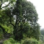 Quercus oxyodon Habitat