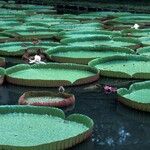 Victoria amazonica Habitat