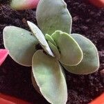 Crassula cotyledonis Leaf