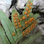 Polypodium cambricum Fruto