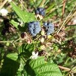 Rubus caesius ഫലം