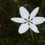 Milla biflora फूल