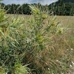 Cirsium ferox Habit