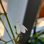 Rhinacanthus nasutus Flower