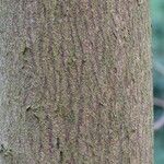 Pterostyrax corymbosus Kôra