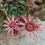 Sempervivum tectorum Blüte