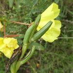 Oenothera biennis Цвят