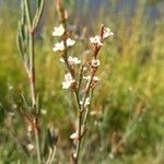 Polygonum equisetiforme Blüte