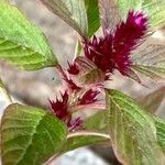 Amaranthus cruentus Іншае