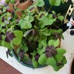 Oxalis tetraphylla 葉