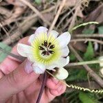 Passiflora candollei Virág
