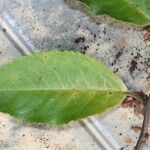 Ardisia staudtii Leaf
