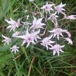 Gladiolus murielae Flower