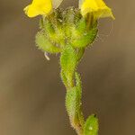 Linaria arenaria Ďalší