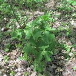 Trillium cernuum Staniste