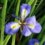 Iris unguicularis Flower