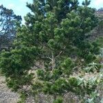 Pinus cembroides Хабит