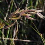 Bromus lanceolatus 花