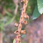 Melaleuca rugulosa Bark