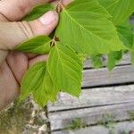 Acer negundoLeaf