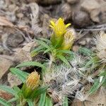Pectis sessiliflora Flor