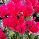 Cyclamen repandum फूल
