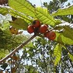 Ficus pancheriana Fruchs