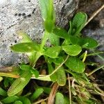 Cerastium cerastoides Habit