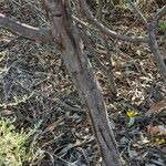 Acacia notabilis പുറംതൊലി
