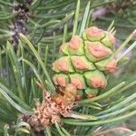 Pinus edulis Fruto