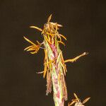 Carex hirta Kwiat