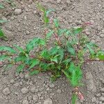 Persicaria maculosa Habit