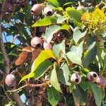 Corymbia ficifolia Vrucht