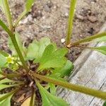 Ranunculus abortivus Feuille