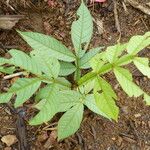 Inga edulis Leaf