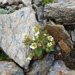 Saxifraga adscendens Flower