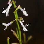 Lobelia dortmanna Sonstige