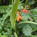 Crocosmia paniculata Flower