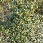 Osmanthus heterophyllus برگ