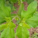 Acanthospermum hispidum Leaf