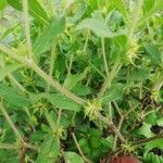 Acanthospermum hispidum Leaf