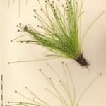 Isolepis cernua Diğer