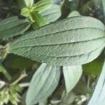 Galium rubioides Ліст