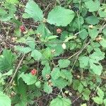 Rubus flagellaris 果實